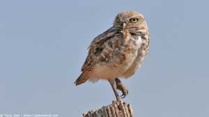 Burrowing Owl - Screen Background