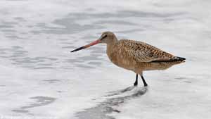 Marbled Godwit - Screen Background