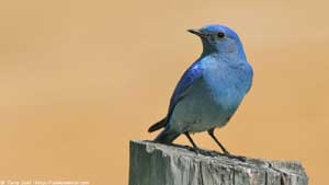 Mountain Bluebird Male - Screen Background