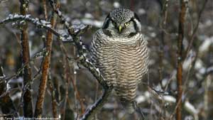 Northern Hawk Owl - Screen Background