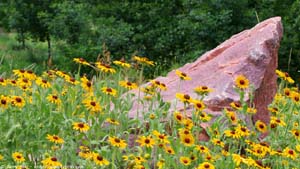 Quartzite and Wildflowers - Screen Background