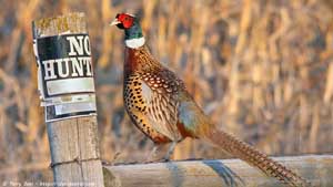 Ring-necked Pheasnt - No Hunting - Screen Background
