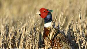 Ring-necked Pheasant - Portrait - Screen Background