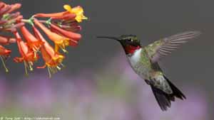 Ruby-throated Hummingbird - Screen Background