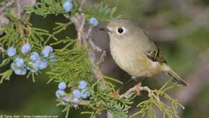 Ruby-crowned Kinglet - Screen Background