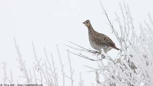 Sharp-tailed Grouse - Screen Background