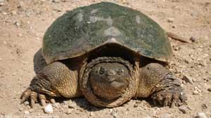 Snapping Turtle - Screen Background