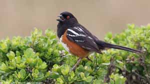 Spotted Towhee - Screen Background