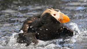 Tufted Puffin Bath - Screen Background