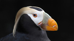 Tufted Puffin Portrait - Screen Background