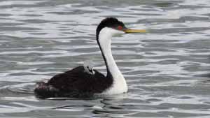 Western Grebe with Chick - Screen Background