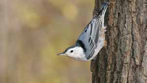 White-breasted Nuthatch - Screen Background