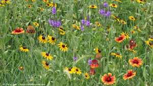 Wildflowers - Screen Background