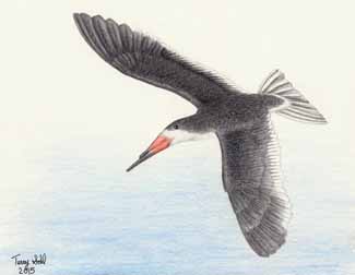 Black Skimmer - Rynchops niger - Drawing by Terry Sohl
