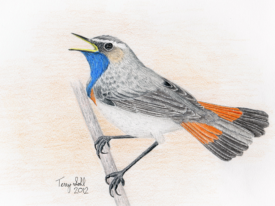 Bluethroat - Drawing by Terry Sohl