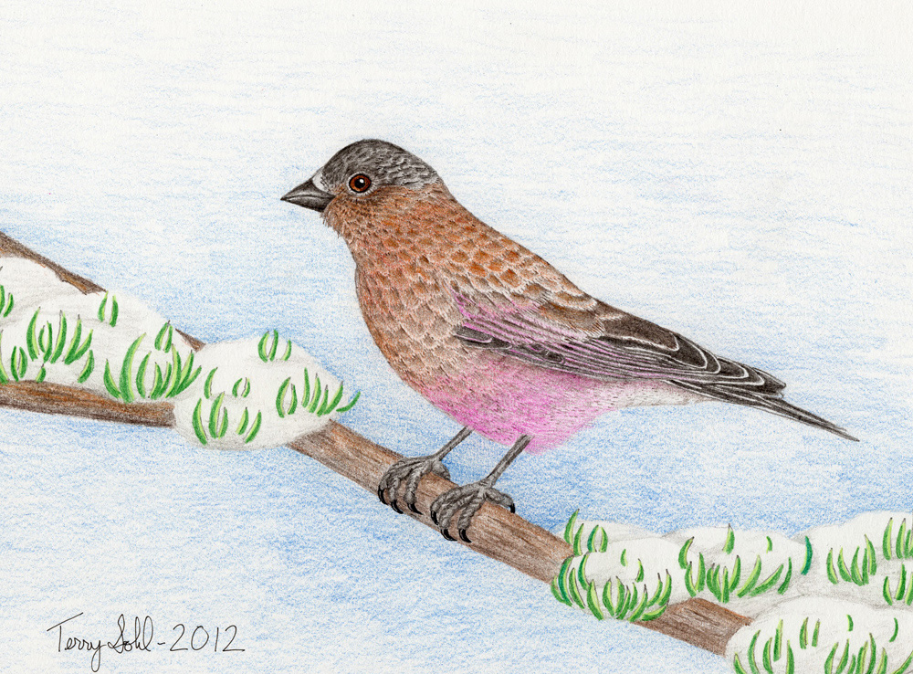 Brown-capped Rosy-Finch - Drawing by Terry Sohl