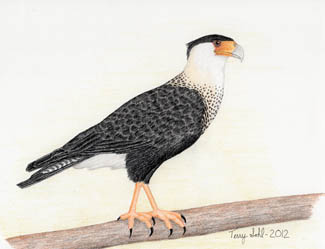 Crested Caracara - Drawing by Terry Sohl