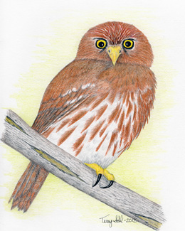 Ferruginous Pygmy-Owl - Drawing by Terry Sohl