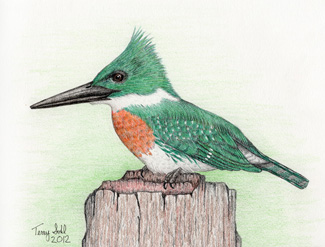 Green Kingfisher - Drawing by Terry Sohl