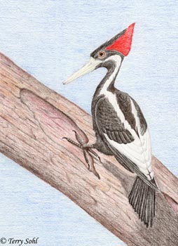 Ivory-billed Woodpecker - Drawing by Terry Sohl
