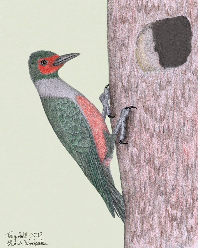 Drawing of Lewis's Woodpecker by Terry Sohl