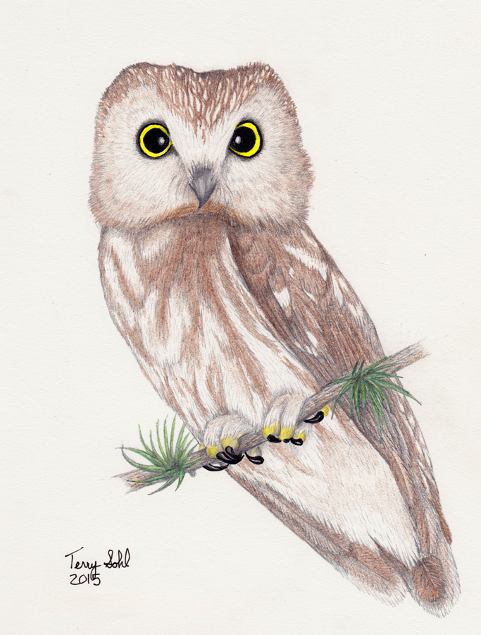 Northern Saw-whet Owl - Aegolius acadicus - Drawing