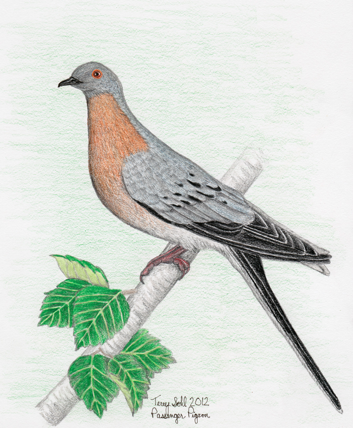 Passenger Pigeon - Drawing by Terry Sohl