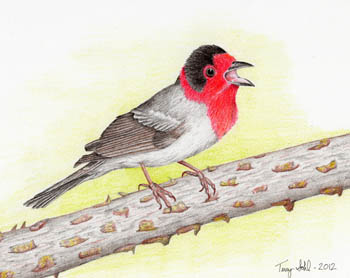 Red-faced Warbler - Drawing by Terry Sohl