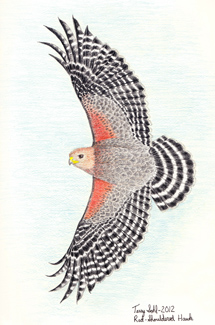 Red-shouldered Hawk - Drawing by Terry Sohl