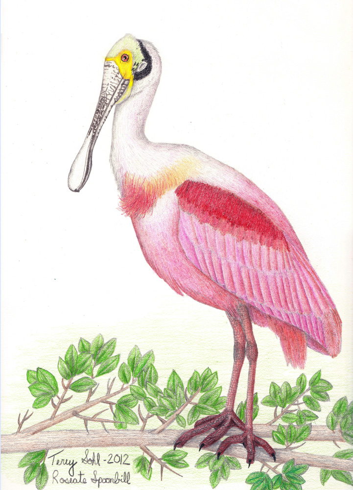 Roseate Spoonbill - Drawing by Terry Sohl