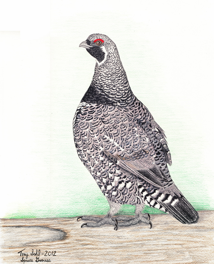 Spruce Grouse - Drawing by Terry Sohl