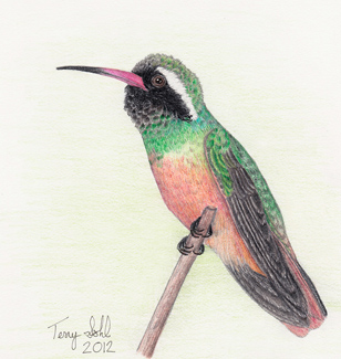 Xantu's Hummingbird - Drawing by Terry Sohl