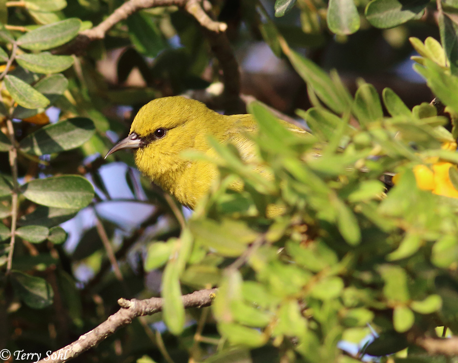 The “melting pot” of Hawaiian birds – Dakota Birder