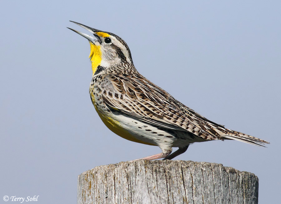 Days at the Pond – Haiku/Photo of the Day – Dakota Birder