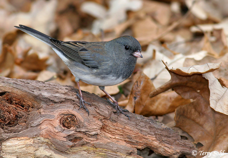 Winter’s Omen – Photo / Haiku of the Day – Dakota Birder