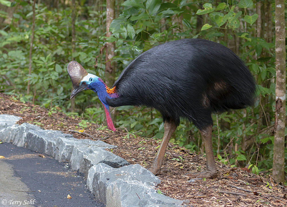 Birding Australia! Southern Cassowary Encounter – Dakota Birder