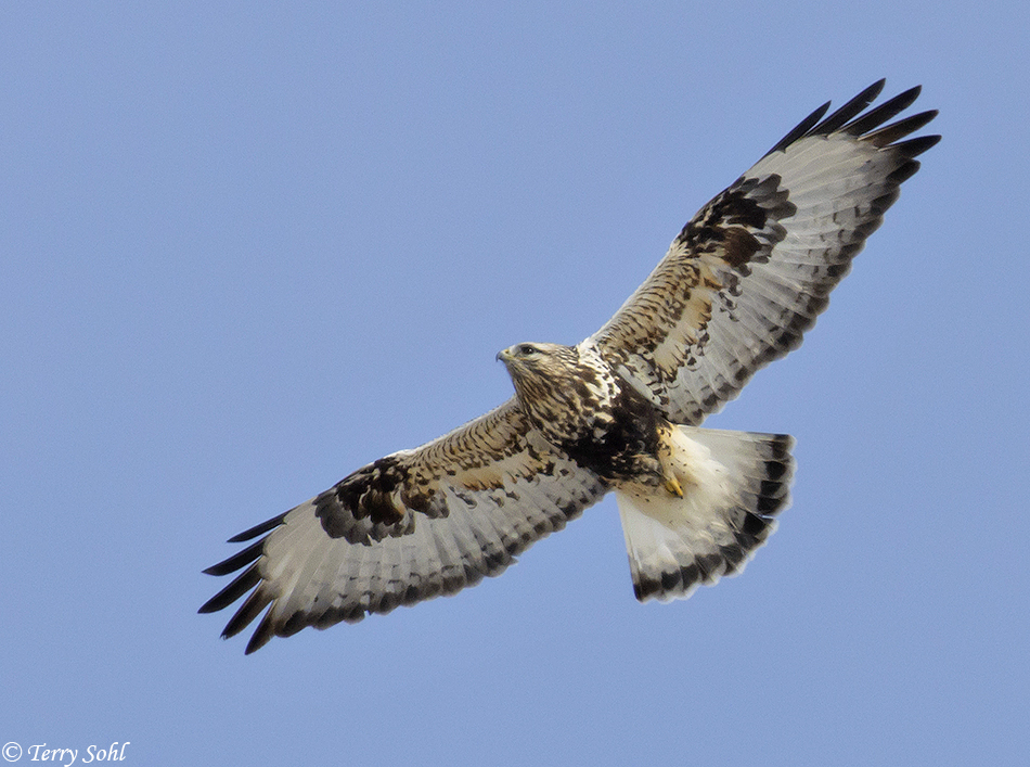 Last blast – Winter on the Fort Pierre National Grasslands – Dakota Birder