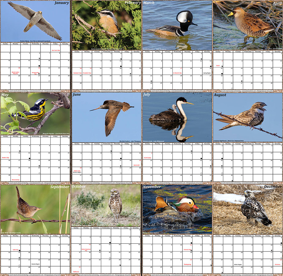 Free downloadable / printable 2021 Bird Calendar Dakota Birder