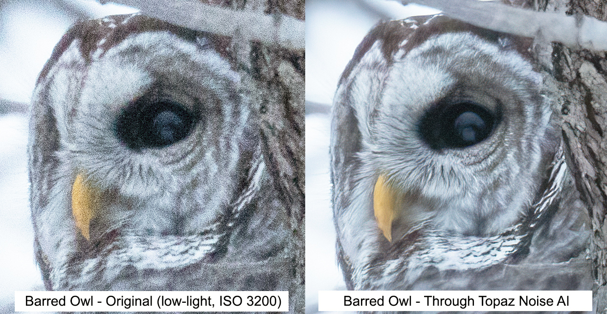 Science to the rescue! Saving the day on high ISO images – Dakota Birder