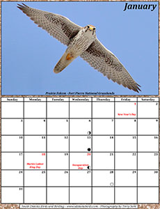 January 2021 Calendar - South Dakota Birds and Birding