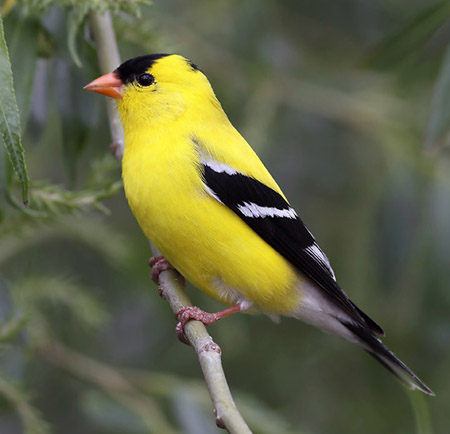 Goldfinches - American Goldfinch