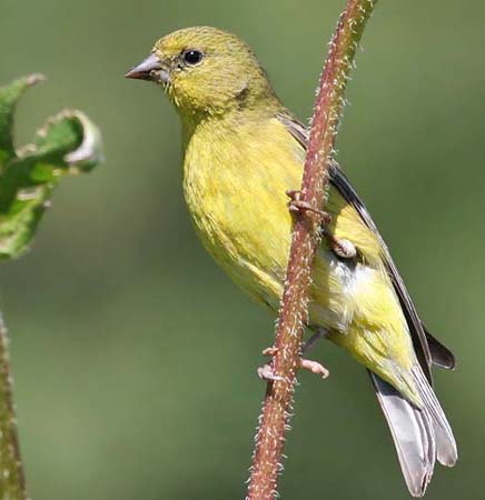 Lesser Goldfinch Female - Spinus psaltria