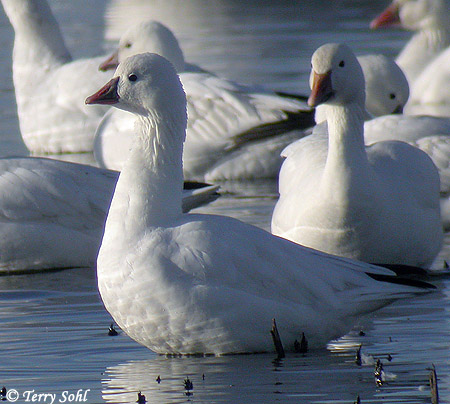 Ross's Goose - Chen rossii