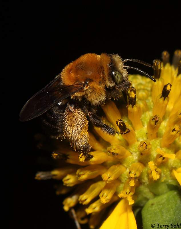 Long-horned Bee - Eucerini mellisodes