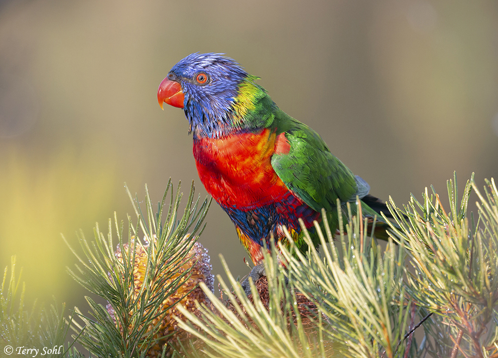 Rainbow Lorikeet - Trichoglossus moluccanus 