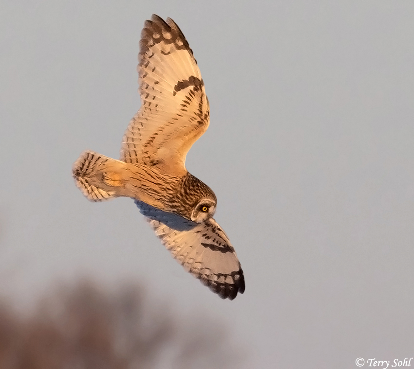 Short-eared Owl - Asio flammeus