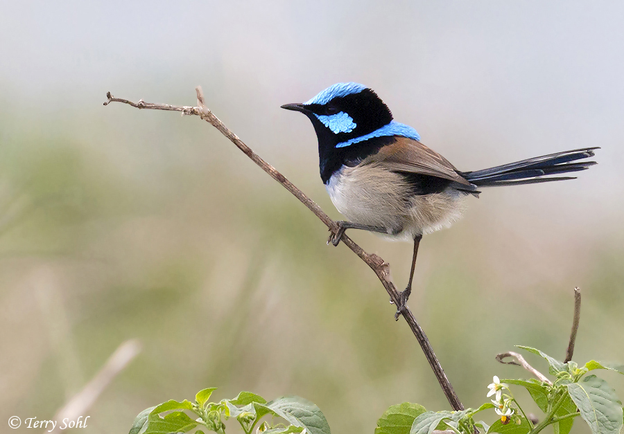 Superb Fairy-wren - Malurus cyaneus