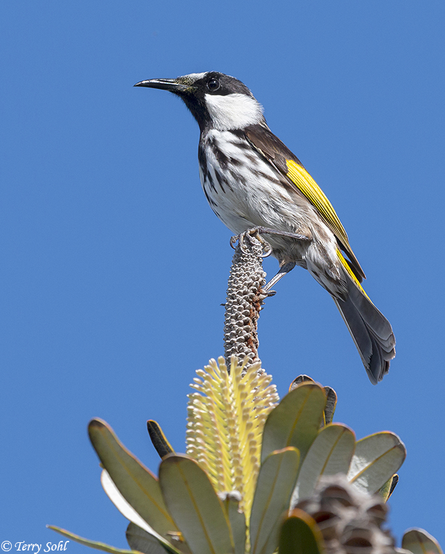 White-cheeked Honeyeater - Phylidonyris niger