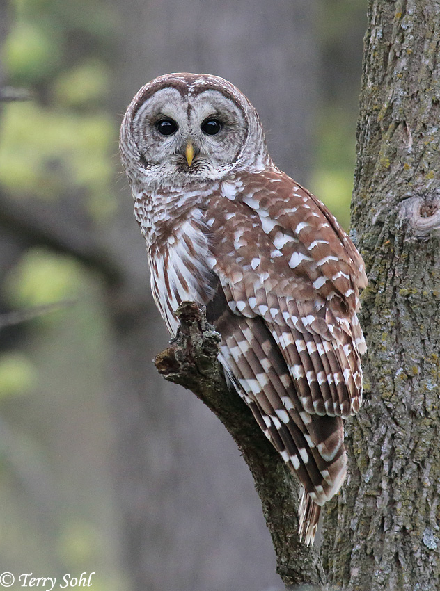 Barred Owl - Strix varia