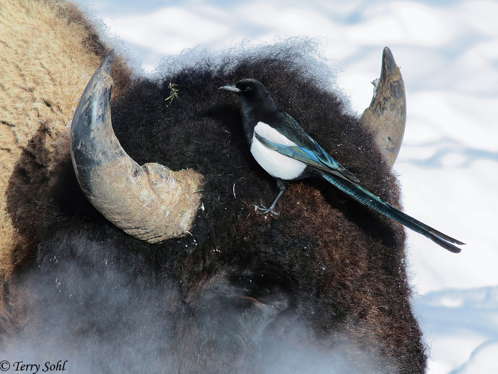 Black-billed Magpie and Bison - Pica hudsonia